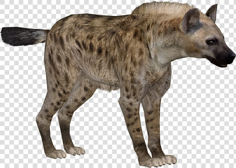 Download Hyena Png Transparent Images Transparent Backgrounds   Zoo Tycoon 2 Hyena  Png DownloadTransparent PNG