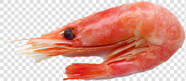 Shrimp Png Download Image   Caridean Shrimp  Transparent PngTransparent PNG