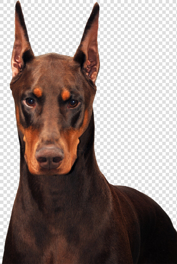 Doberman   Png Download   Transparent Doberman Png  Png DownloadTransparent PNG