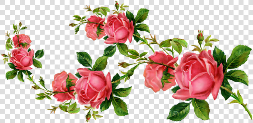  ceiaxostickers  transparent  overlay  sticker  tumblr   Garden Roses  HD Png DownloadTransparent PNG