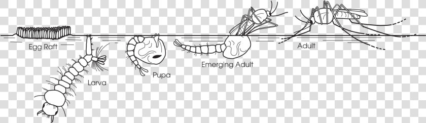 Life Cycle Of A Mosquito   Life Cycle Of A Mosquito Drawing  HD Png DownloadTransparent PNG