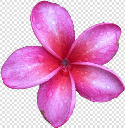 Purple Flower Frangipani Transparent  HD Png DownloadTransparent PNG