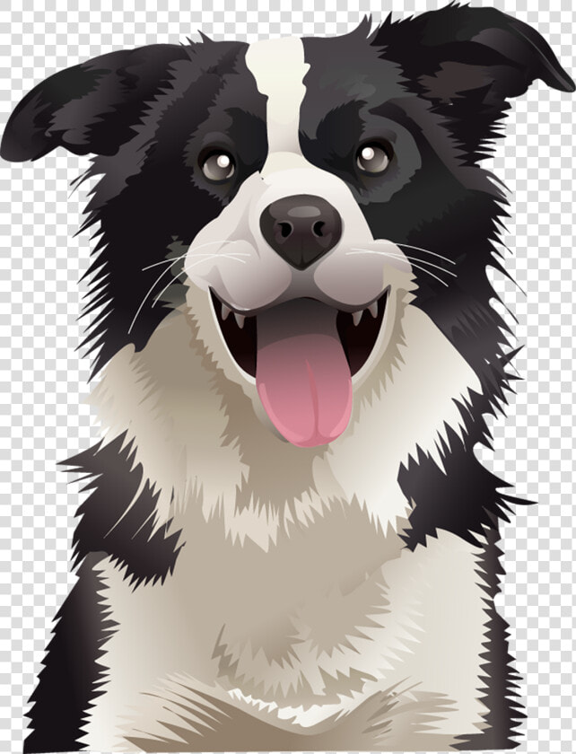 Border Collie Australian Shepherd German Shepherd Australian   Border Collie Cute Vector  HD Png DownloadTransparent PNG