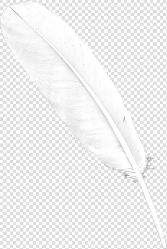 Feather Png Whie Download For Free   Real White Feather Png  Transparent PngTransparent PNG