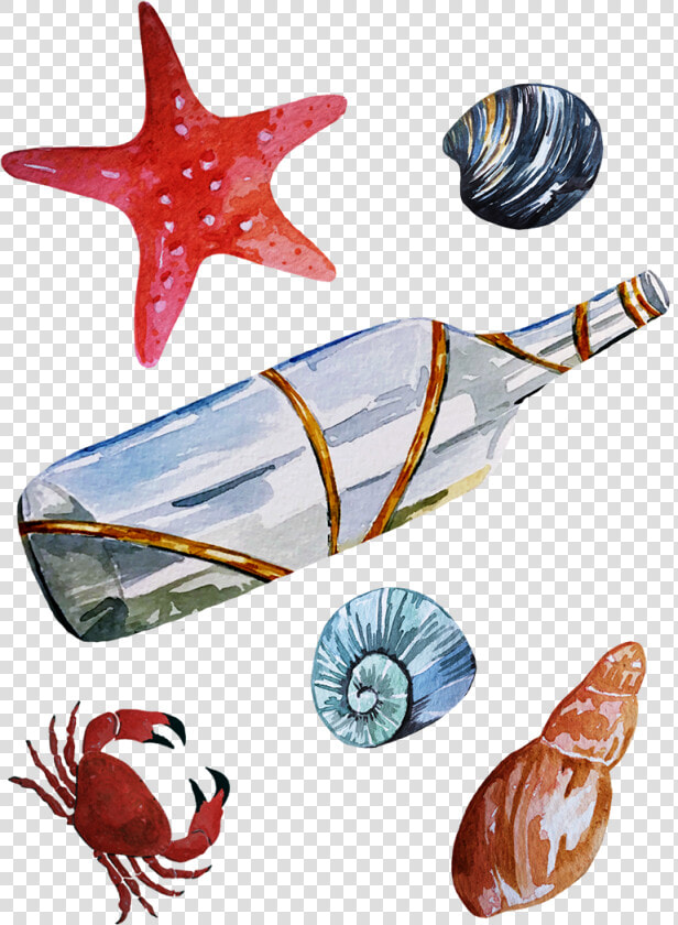 Seaside Illustration Maritime Illustration Seashells   Starfish  HD Png DownloadTransparent PNG