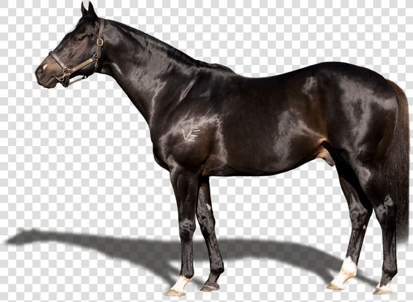 Stallion  HD Png DownloadTransparent PNG