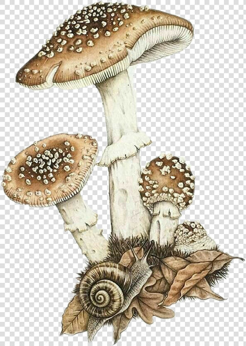 Agaric  HD Png DownloadTransparent PNG