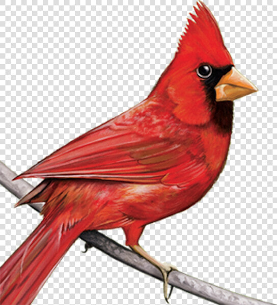 Cardinal   Cardinal Clipart Transparent  HD Png DownloadTransparent PNG