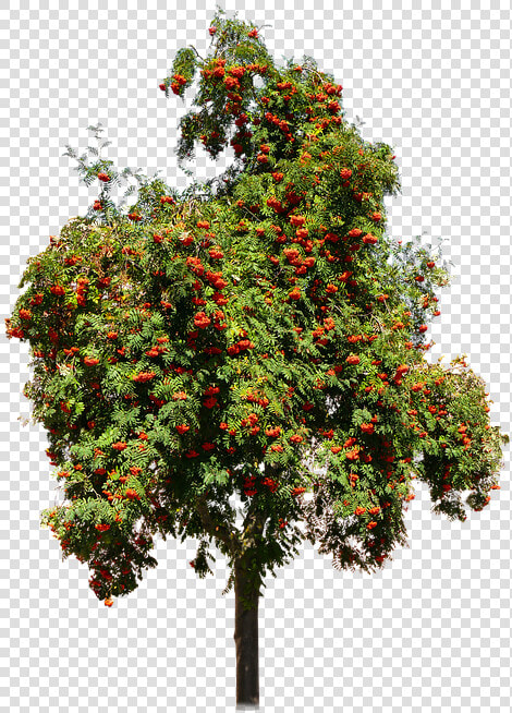 Nature  Tree  Rhus  Fruits  Seeds  Isolated  Autumn   Transparent Background Fruit Trees Transparent  HD Png DownloadTransparent PNG