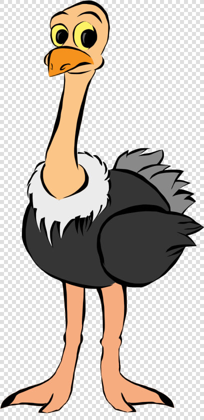 Gallery Of Kisspng Common Ostrich Bird Clip Art African   Ostrich Clipart Png  Transparent PngTransparent PNG