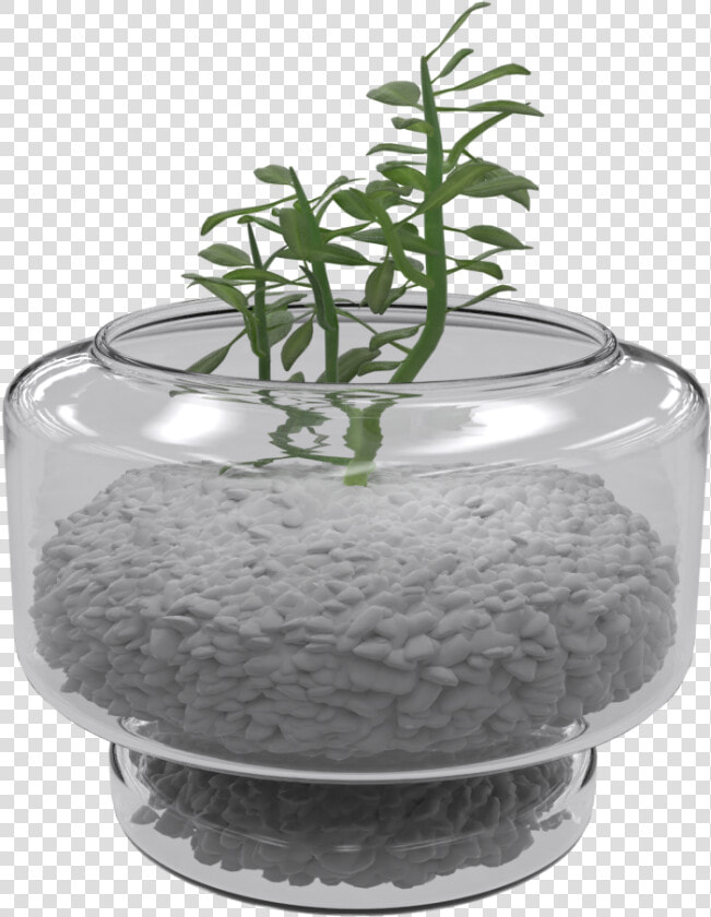 Houseplant  HD Png DownloadTransparent PNG