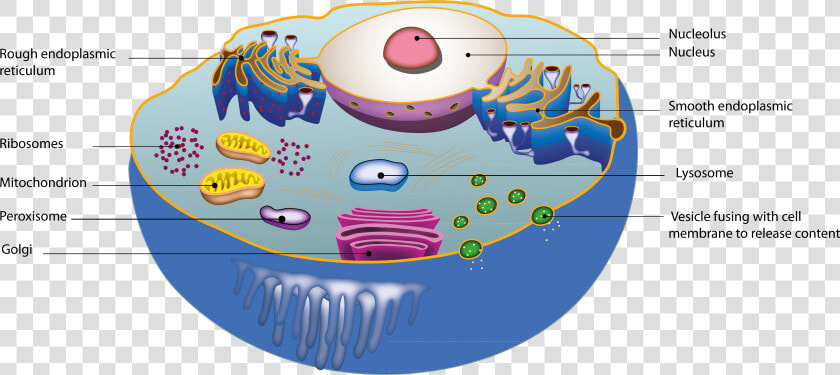 Cell Constituents  HD Png DownloadTransparent PNG