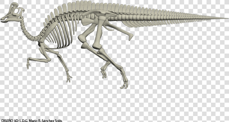 Velafrons Coahuilensis Skeleton Dinosaur Skeleton    Velafrons Coahuilensis  HD Png DownloadTransparent PNG