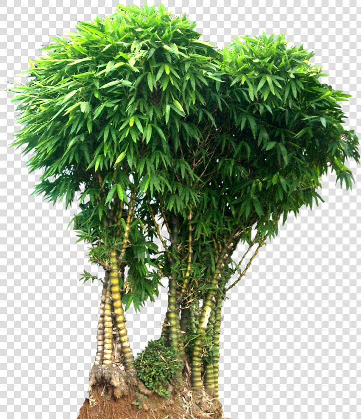 Transparent Bamboo Png   Bamboo Tree Images Png  Png DownloadTransparent PNG