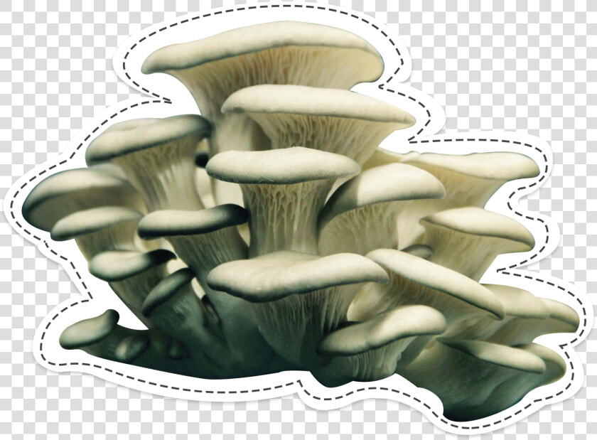 Oyster Mushroom  The Surprising   Oyster Mushroom Transparent  HD Png DownloadTransparent PNG