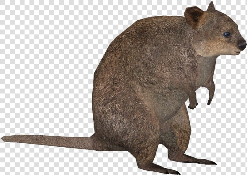 Thumb Image   Wallaby  HD Png DownloadTransparent PNG