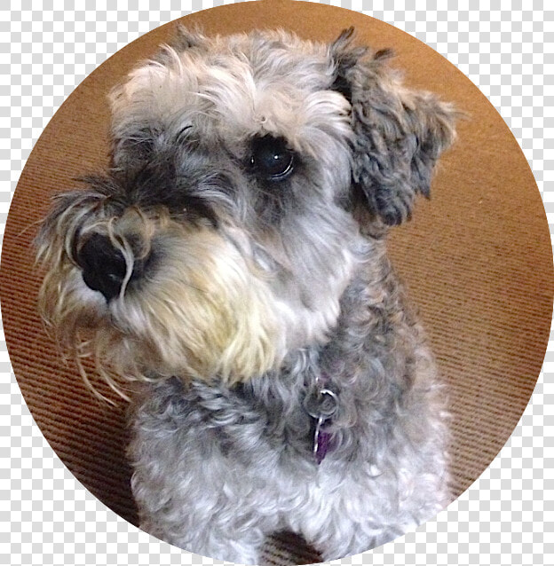 Transparent Schnauzer Png   Miniature Schnauzer  Png DownloadTransparent PNG