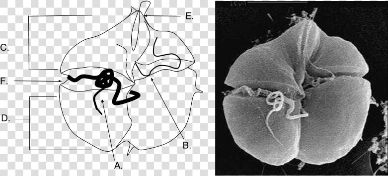 Karenia Brevis Anatomy   Red Tide Organism  HD Png DownloadTransparent PNG