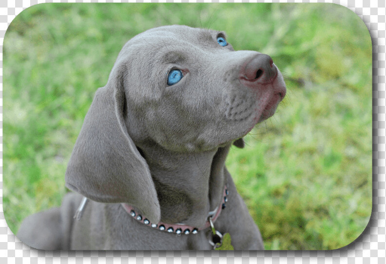 Weimaraner  HD Png DownloadTransparent PNG