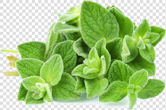 Marjoram   Oregano Leaves  HD Png DownloadTransparent PNG