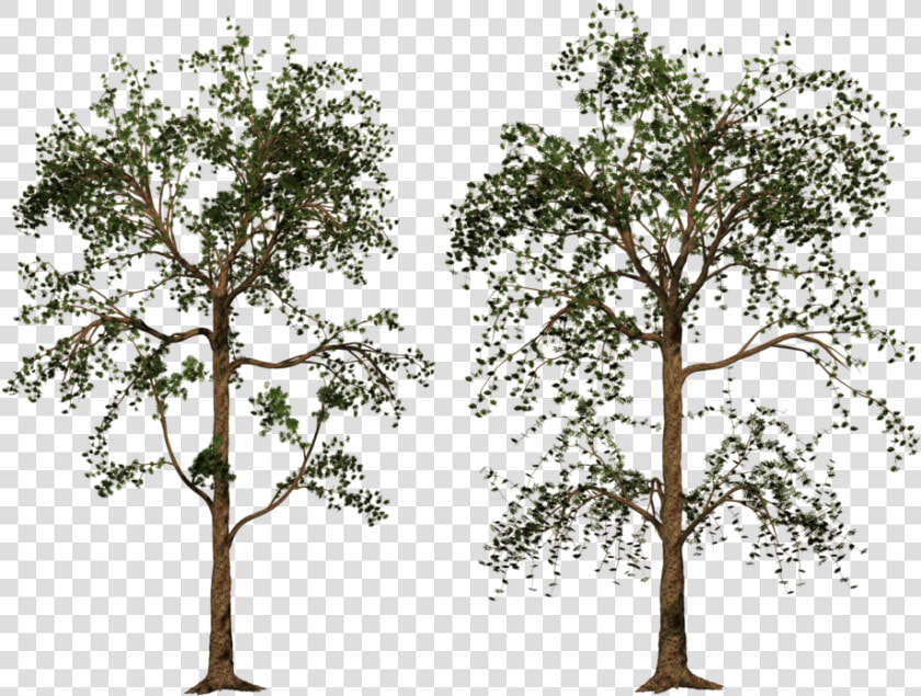 P 1024x768  High Quality Aljanh   Pond Pine  HD Png DownloadTransparent PNG