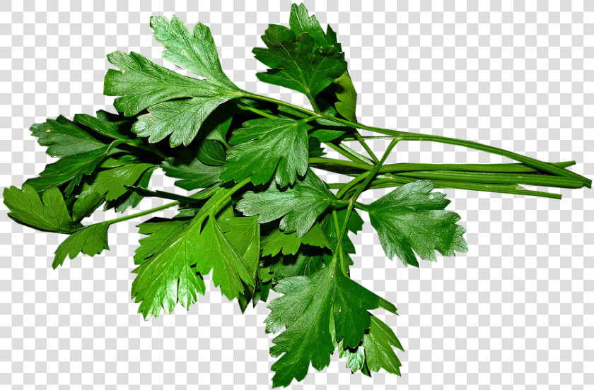 Perejil  Hojas  Cocinar  Los Alimentos  Hierbas   Parsley Png  Transparent PngTransparent PNG