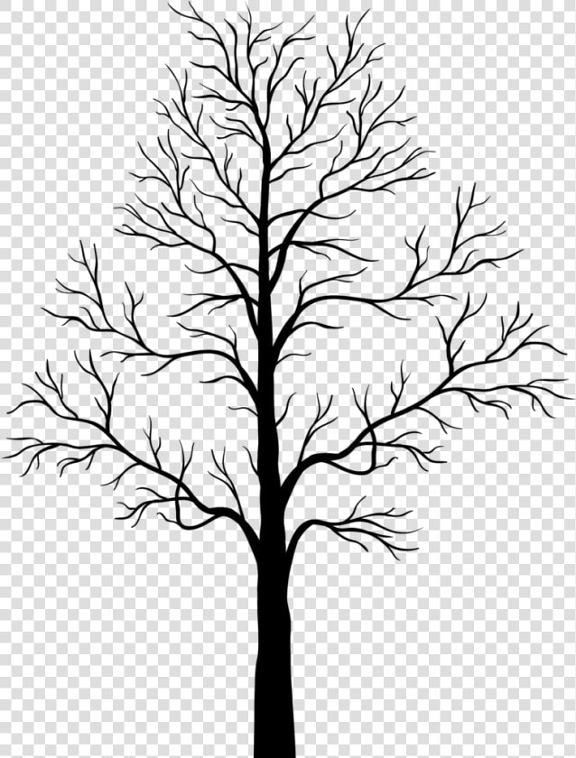 Transparent Leafless Tree Clipart   Transparent Background Tree Silhouette  HD Png DownloadTransparent PNG