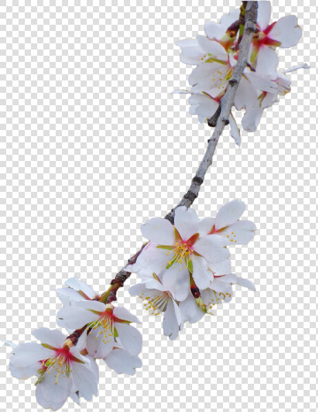 Branch Almond Tree Flowery Branch   Cherry Blossoms White Background Free  HD Png DownloadTransparent PNG