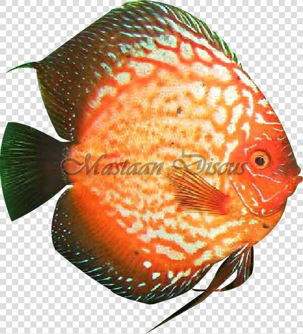 Clip Art Pigeonblood Discus   Pomacentridae  HD Png DownloadTransparent PNG