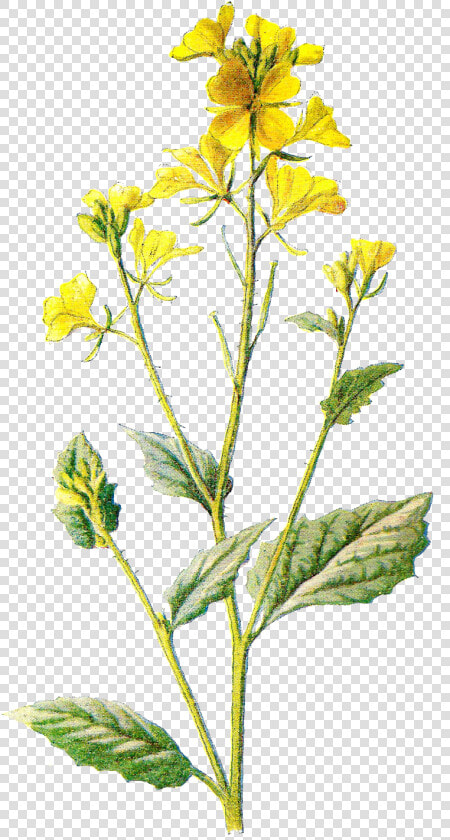 Field Clipart Field Wildflower   Wild Yellow Flower Transparent  HD Png DownloadTransparent PNG