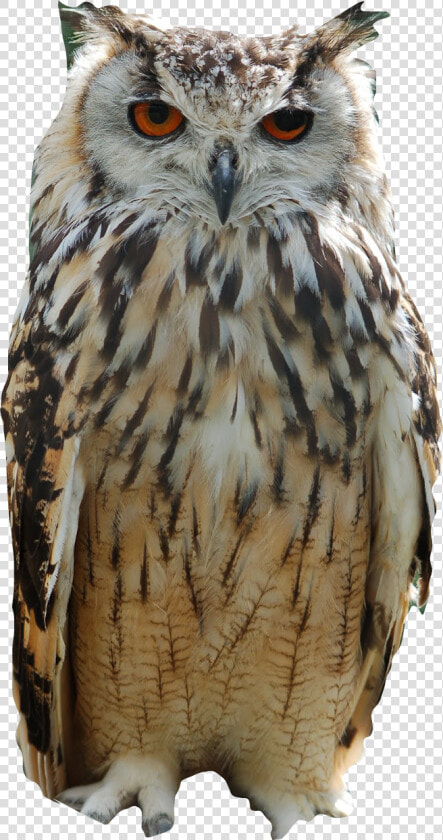  nature  buho  freetoedit   Owl Indian  HD Png DownloadTransparent PNG