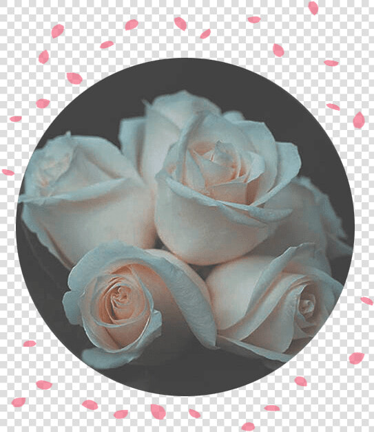 Flower Delivery Philippines Rose Funeral Flowers   Garden Roses  HD Png DownloadTransparent PNG