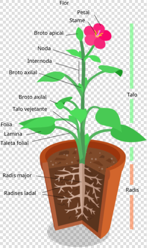 Anatomia De Un Planta   Plant System  HD Png DownloadTransparent PNG