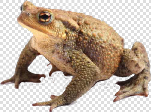 Toad Freetoedit   Amphibians Toad  HD Png DownloadTransparent PNG