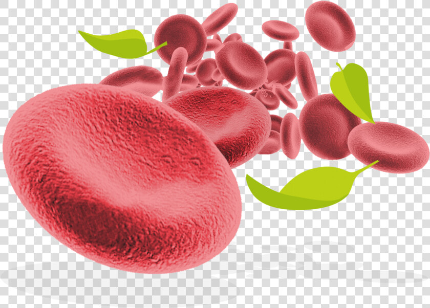 Red Blood Cells And Leaves   Red Blood Cells Png  Transparent PngTransparent PNG