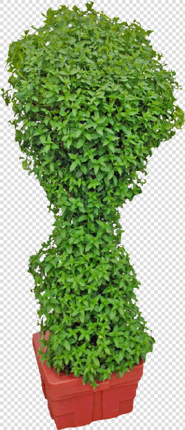 Hydroponics Mint  HD Png DownloadTransparent PNG