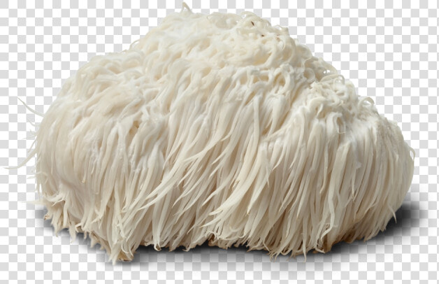 Lion Mane Png   Powdered Lion  39 s Mane Mushroom  Transparent PngTransparent PNG