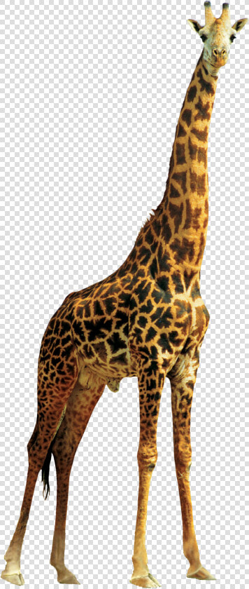 Giraffe High Quality Png   Transparent Background Giraffe Transparent  Png DownloadTransparent PNG