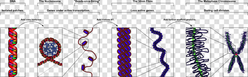 Chromosome upright   Dna Secondary And Tertiary Structure  HD Png DownloadTransparent PNG