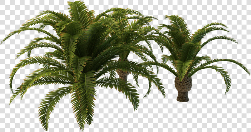 Long Palm Tree Clipart Png   Small Palm Tree Png  Transparent PngTransparent PNG