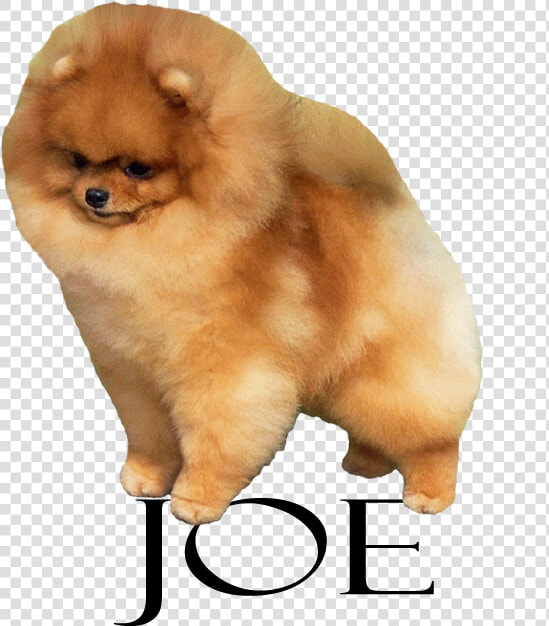 Pomeranian  HD Png DownloadTransparent PNG