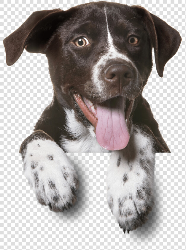 Pet Hp Dog Bg Min   Adoção É Um Ato De Amor Animais  HD Png DownloadTransparent PNG