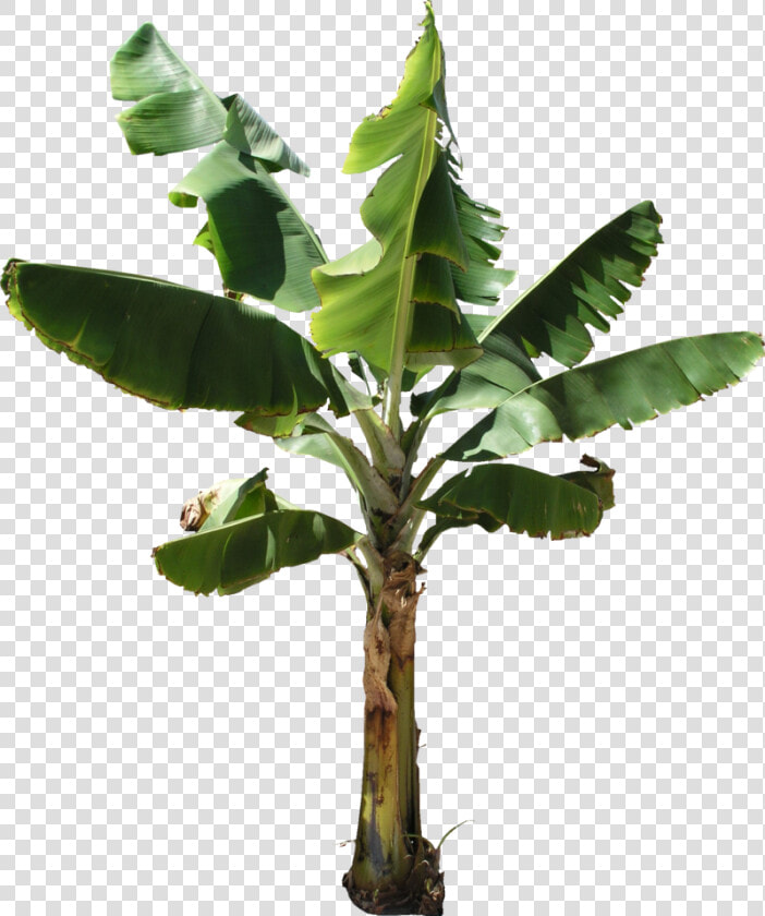 Banana Tree Png Texture   Banana Tree Transparent Background  Png DownloadTransparent PNG