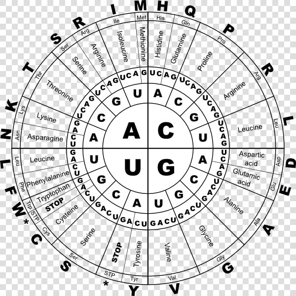 Rna Genetic Code  HD Png DownloadTransparent PNG