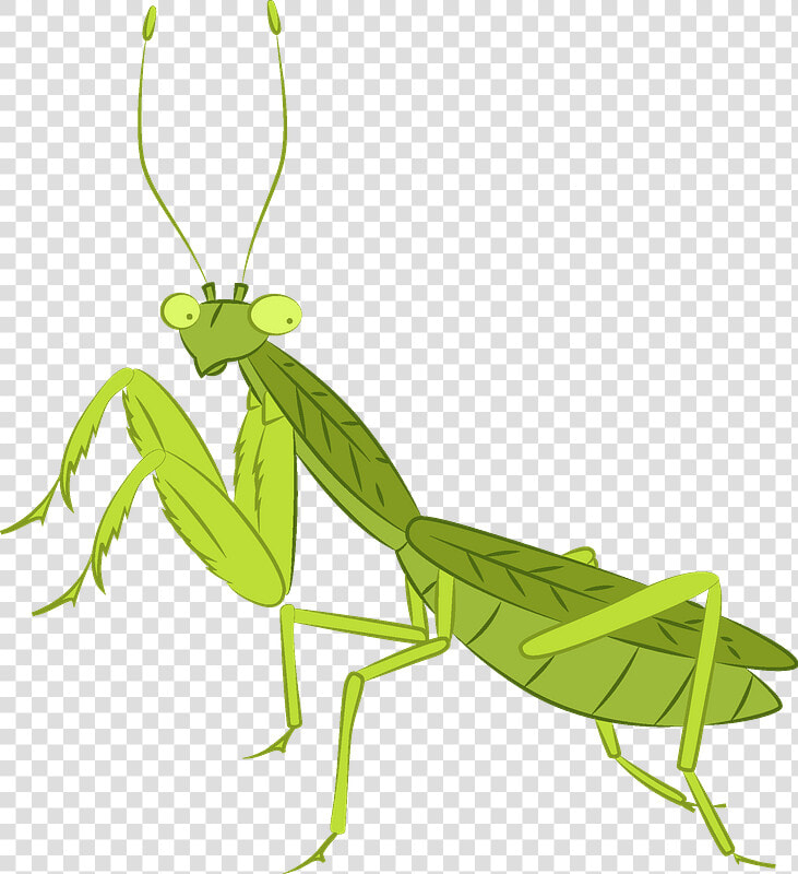 Praying Mantis Clipart   Mantidae  HD Png DownloadTransparent PNG