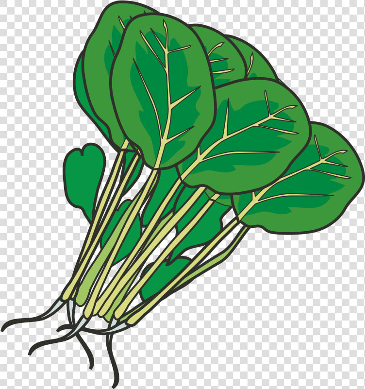 Hot Pot Leaf Vegetable Spinach Clip Art   Spinach Clipart Png  Transparent PngTransparent PNG