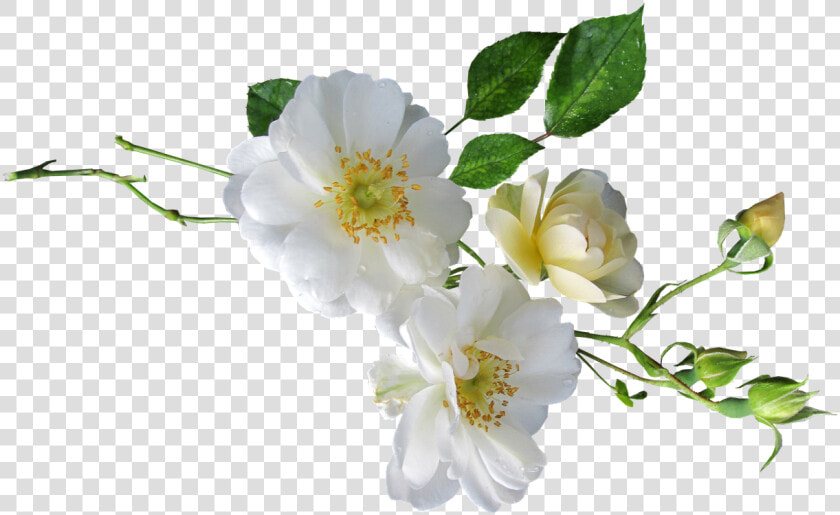 Rose White Single Free Photo   White Single Flower Png Transparent  Png DownloadTransparent PNG