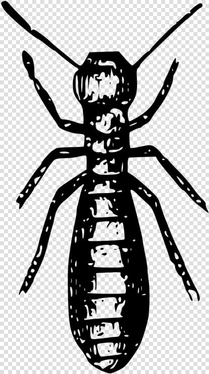 Social Insects Ant Termite Pest   Termite Black And White  HD Png DownloadTransparent PNG