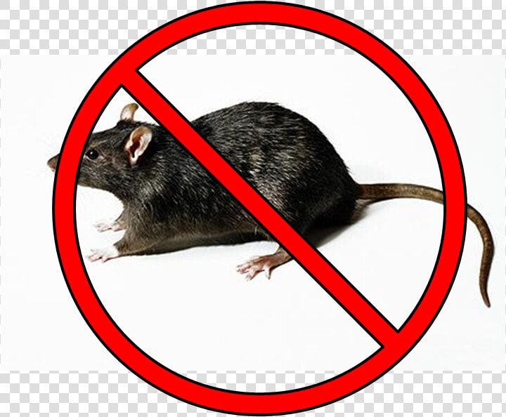 No Rats Here   Large Rat  HD Png DownloadTransparent PNG