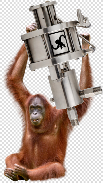 Orangutan  HD Png DownloadTransparent PNG